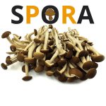 spora-spugna-legnosa-funghi
